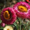 Xerochrysum bracteatum